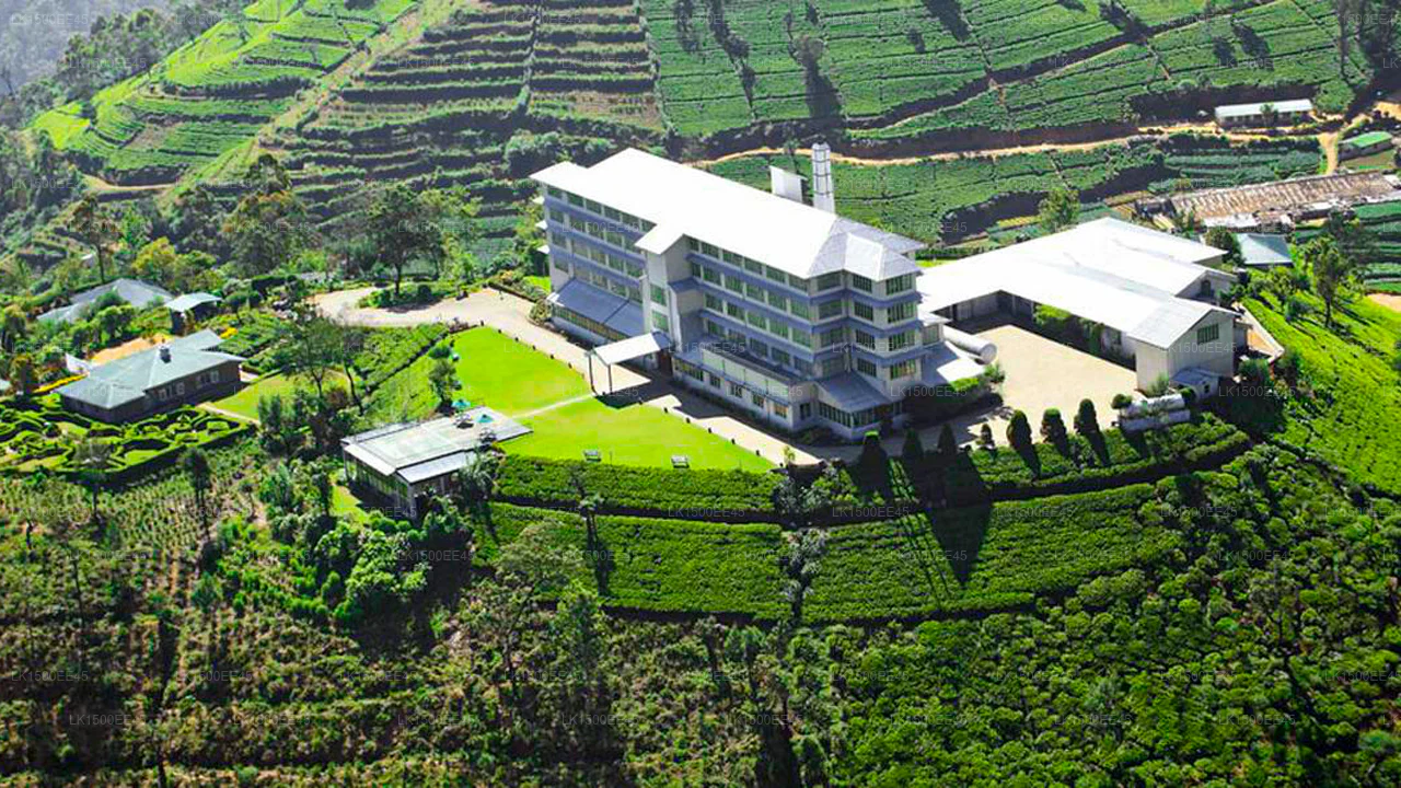 Tea Estates
