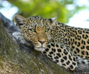 yala_safari1